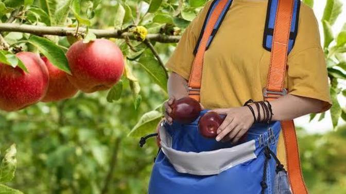 En son hangi ağaçtan meyve topladınız?