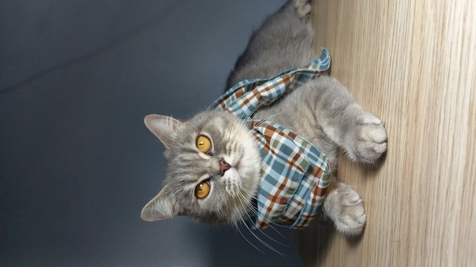 Kedimin güzelliği 😊 nasıl?