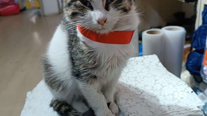Kedınin gözleri niye böyle?