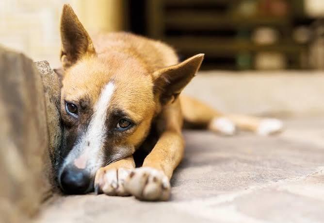 Köpeğe cinsel istismara 1,5 yıl hapis verilmiş. Cinsellik konusunda ne zaman normalleşeceğiz?
