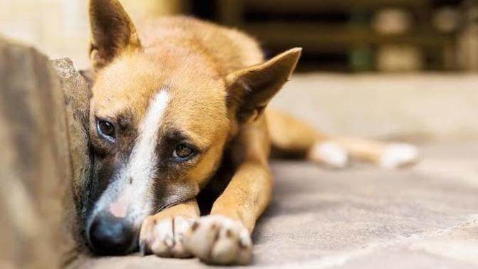 Köpeğe cinsel istismara 1,5 yıl hapis verilmiş. Cinsellik konusunda ne zaman normalleşeceğiz?