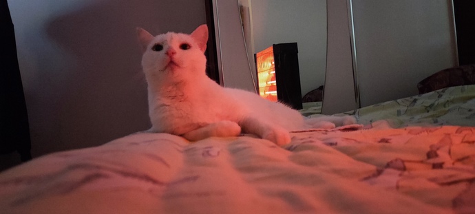 Kedi mi yoksa köpek mi?