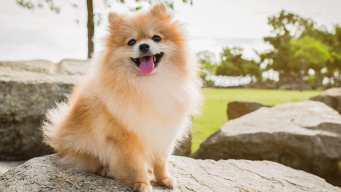 Kedi mi yoksa köpek mi?