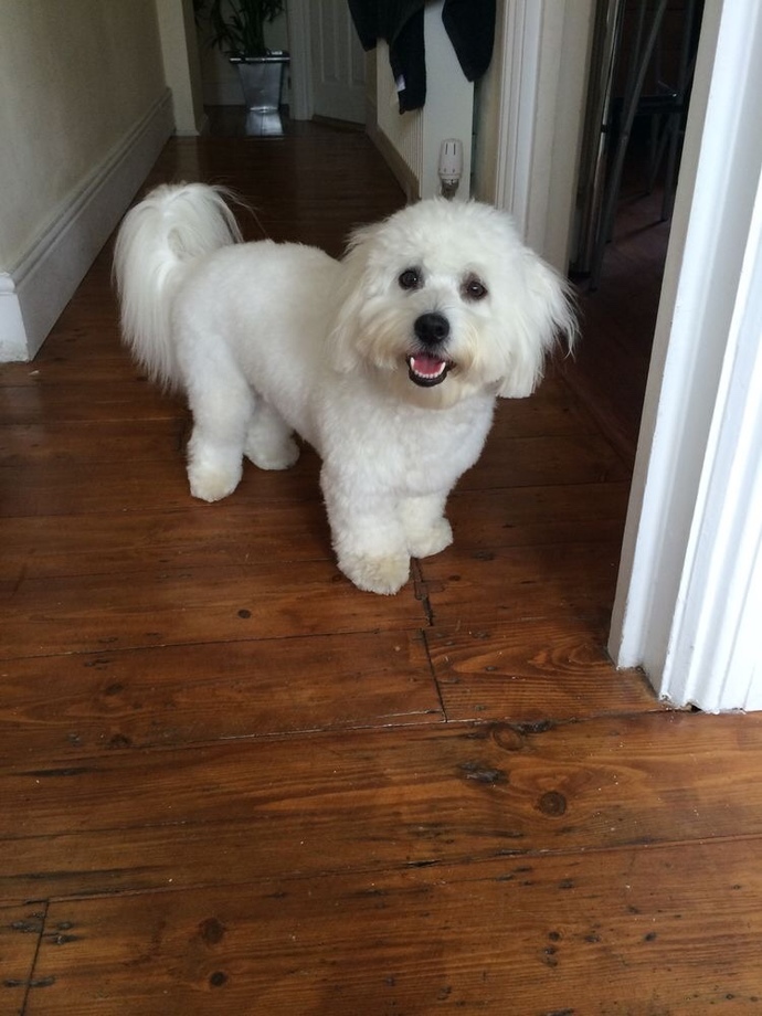 Köpeğimin adı mualla, sizce tatlı mı?