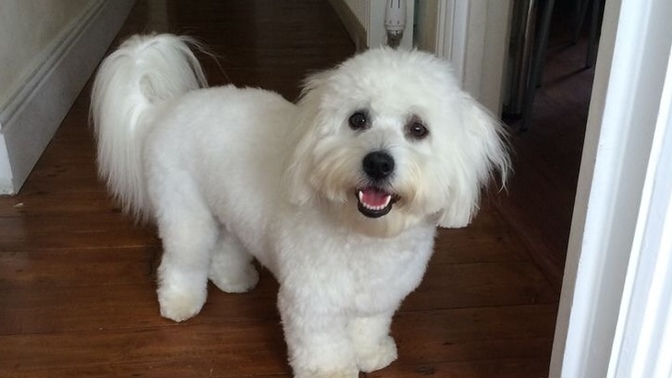 Köpeğimin adı mualla, sizce tatlı mı?