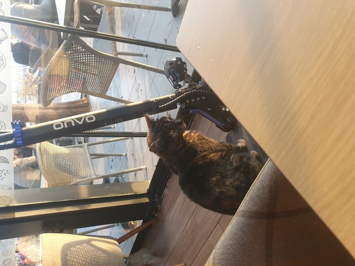 Etrafta kedilerin olmasını seviyor musunuz?