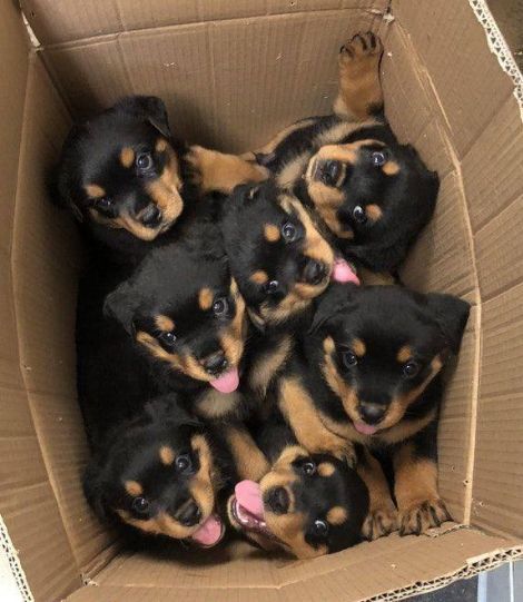Böyle bir hediye gelse 🥺