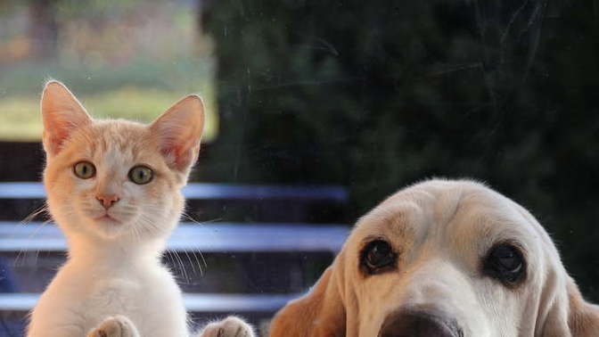 Kedi insanı mısın, köpek mi?