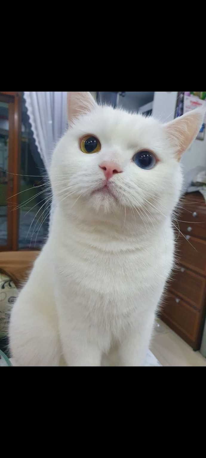 Evcil hayvanın var mı?