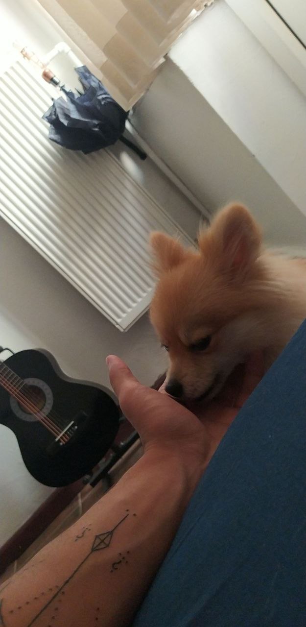 Köpeğimin ağzından soğan aldım, bir şey olmuş mudur?