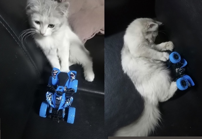 Bu kedi benim kaderim yav.. 🦁