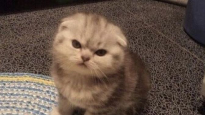 Kısa boylu olmak suç mu🤨🤨🦋?