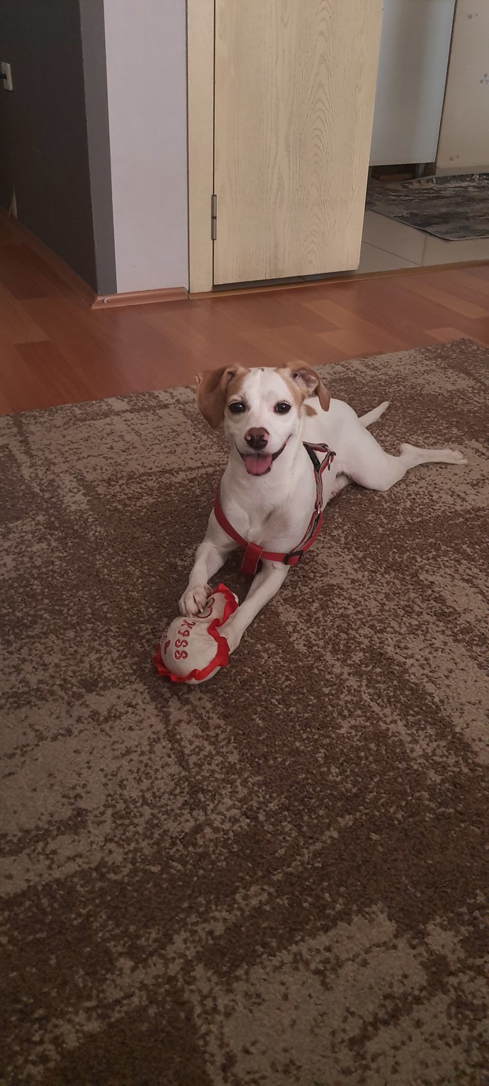 Barınakta haber yapmaya giden gazetecinin ayağına sarılan köpeğin videosu viral oldu. Hiç barınak ziyareti yaptınız mı?