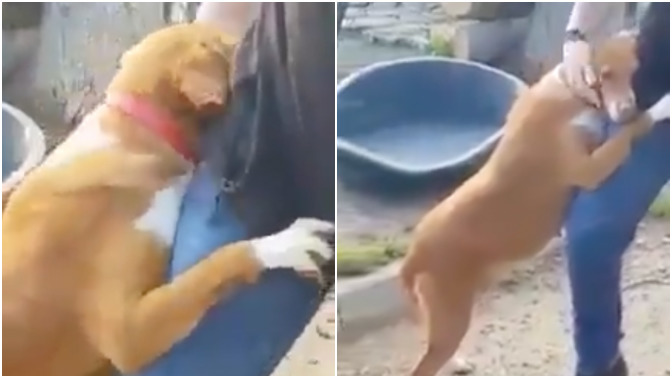 Barınakta haber yapmaya giden gazetecinin ayağına sarılan köpeğin videosu viral oldu. Hiç barınak ziyareti yaptınız mı?