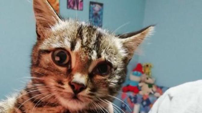 Kedi göz enfeksiyonu nasıl geçer?