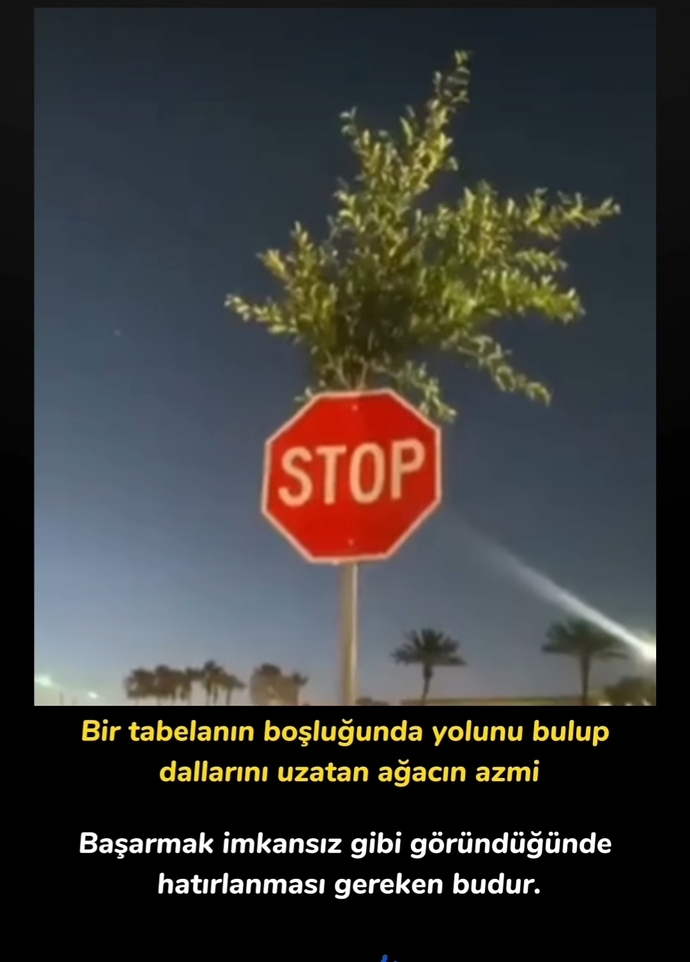 Ağacın azmini stop tabelası bile durduramamış. Ağacın yaptığı ne güzel bir başkaldırı değil mi?