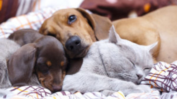 Evde kedi köpek hariç hangi hayvan beslenir?