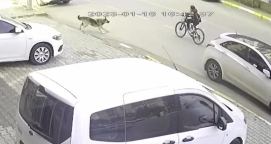 İzmirde yaşanan köpek saldırısında çocuğa araba çarpmış. Sokak hayvanları toplanmalı mı?