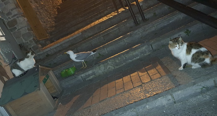 Sana zıt karakterde biriyle dost arkadaş olabilir misin?