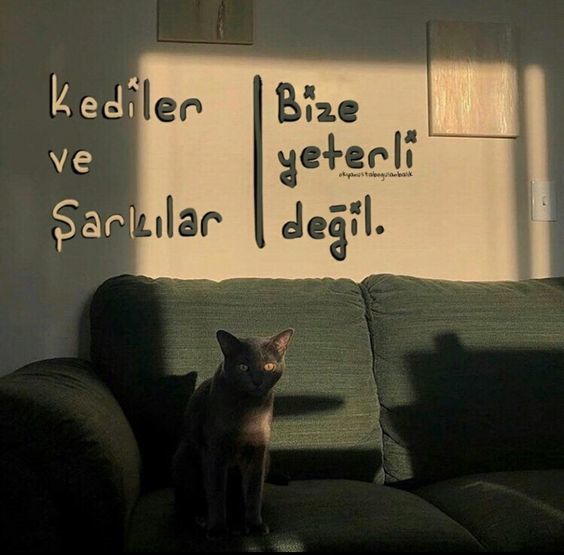 Bütün kedileri ceplemem lazım