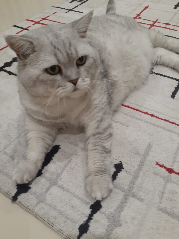 Kedim 7 aylık. Obez mi?