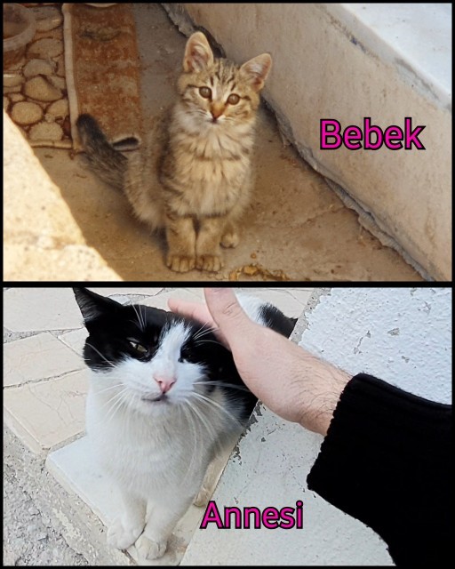 Kedim 7 aylık. Obez mi?