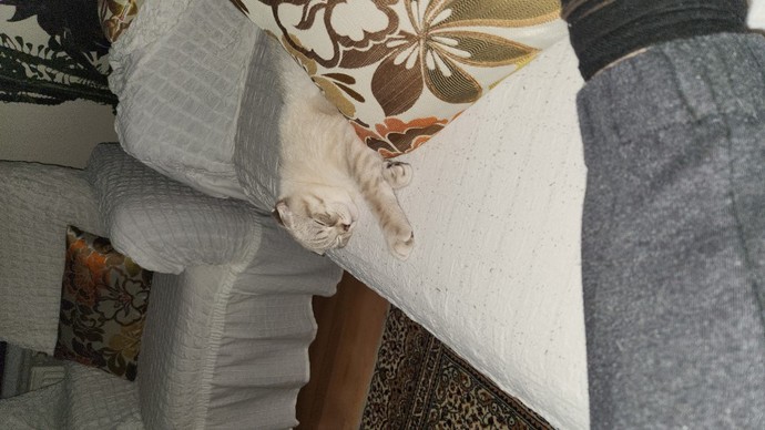 Kediler çok masum canlılar mı?