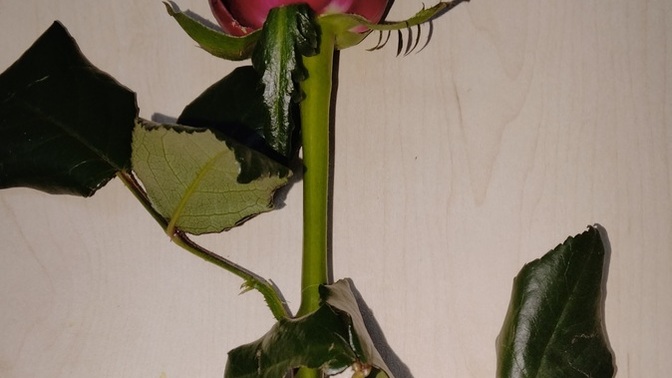 Geceleri seni ne ayakta tutar?