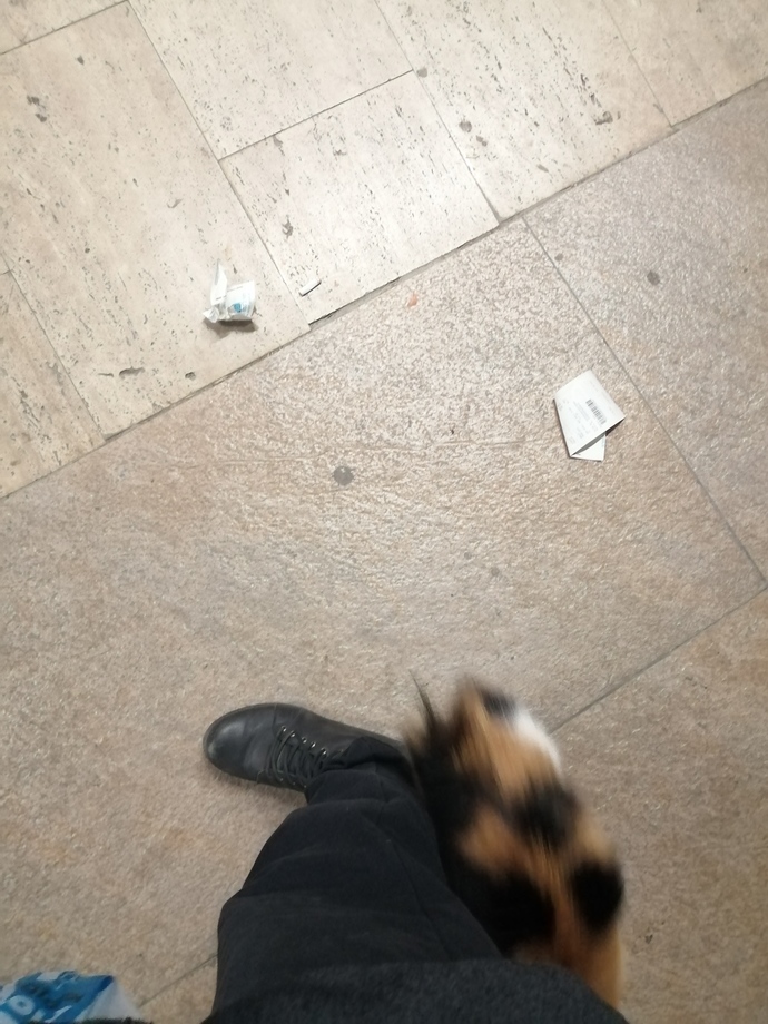 Sokakta ne sıklıkla cins kedi görüyorsunuz?