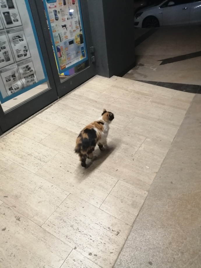 Sokakta ne sıklıkla cins kedi görüyorsunuz?
