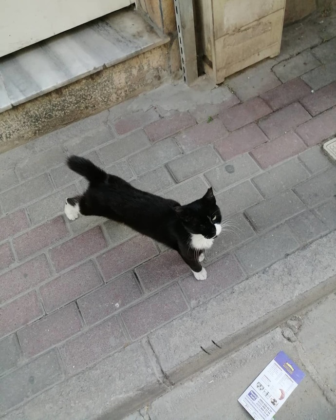 Sokakta ne sıklıkla cins kedi görüyorsunuz?