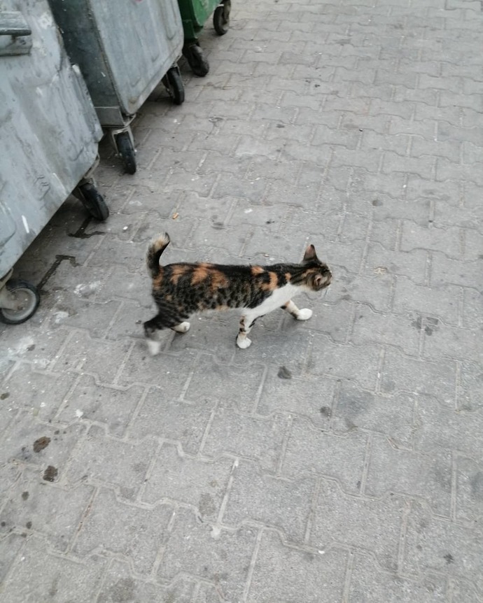 Sokakta ne sıklıkla cins kedi görüyorsunuz?