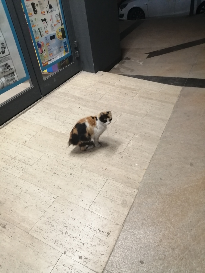 Sokakta ne sıklıkla cins kedi görüyorsunuz?