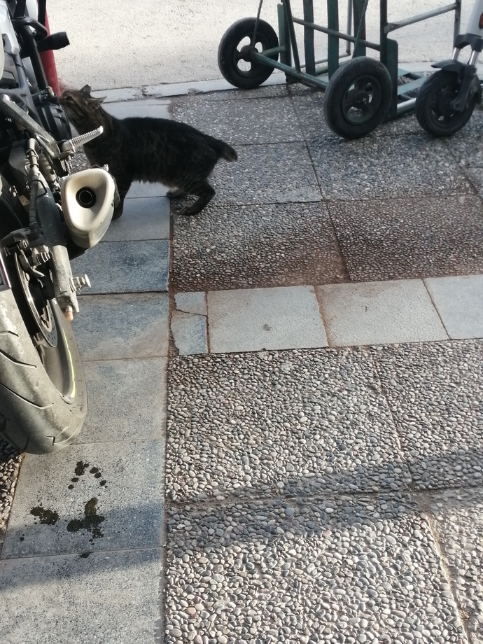 Sokakta ne sıklıkla cins kedi görüyorsunuz?