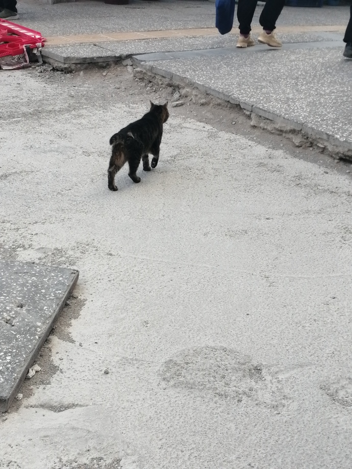 Sokakta ne sıklıkla cins kedi görüyorsunuz?