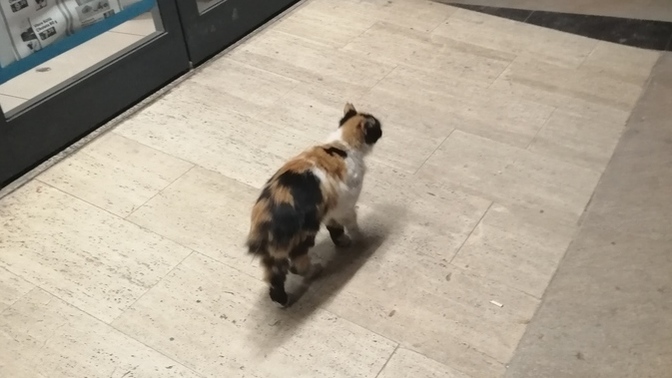 Sokakta ne sıklıkla cins kedi görüyorsunuz?