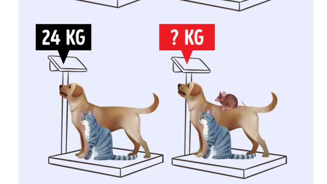 KEDİ, KÖPEK VE FARENİN AĞIRLIĞINI BULABİLİR MİSİN?
