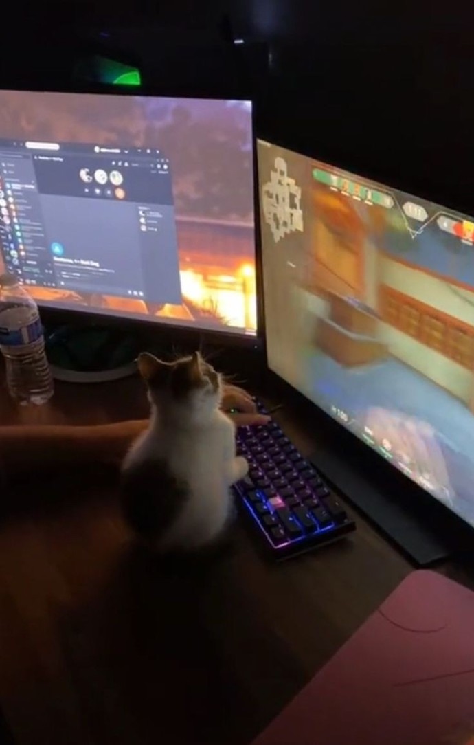 😻😻