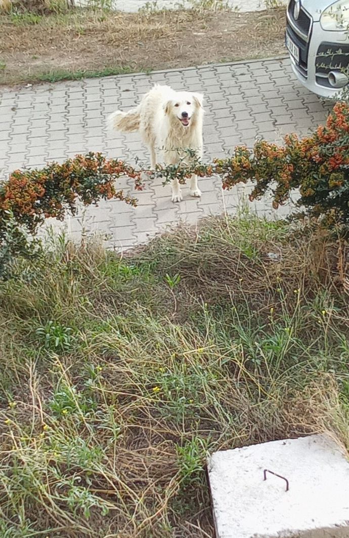 Köpeğim bana neden diş gösteriyor olabilir, çok üzülüyorum köpek psikolojsinden anlayan var mı?