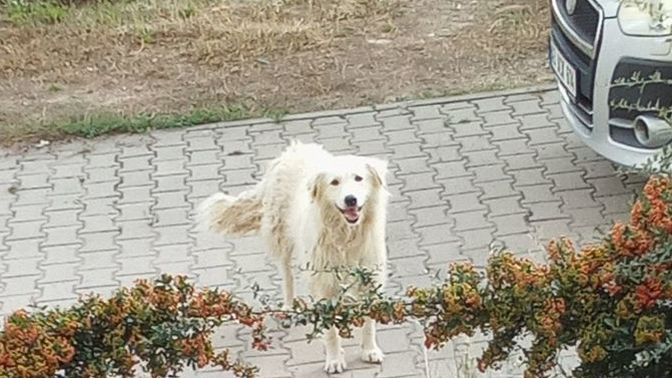 Köpeğim bana neden diş gösteriyor olabilir, çok üzülüyorum köpek psikolojsinden anlayan var mı?