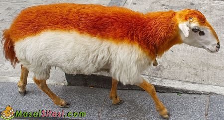 Tek başıma saçlarımı boyadım. Benden kuaför olur mu?