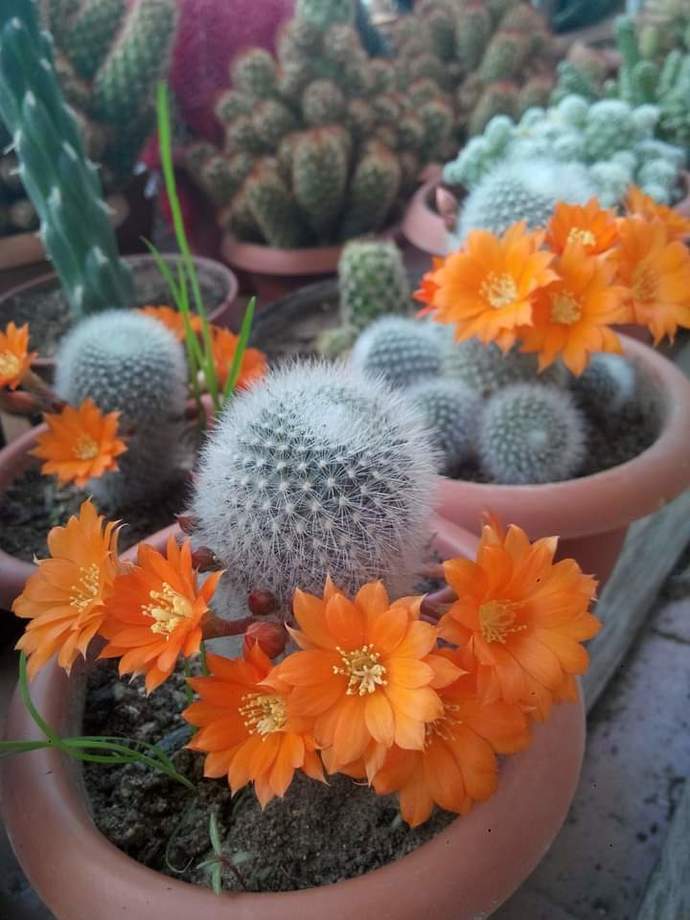 Rebutia Muscula türü bir kaktüs.