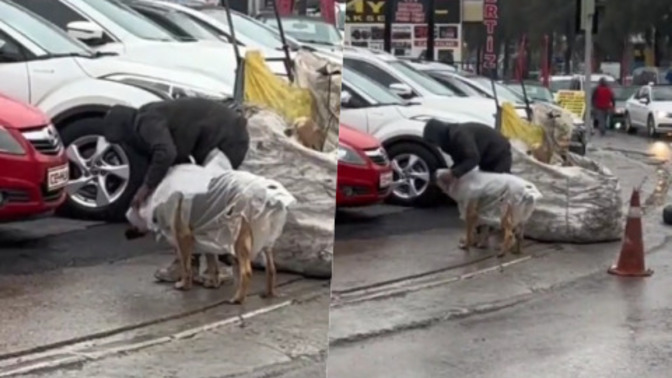Yağmurdan ıslanmasın diye sokak köpeğine naylondan yağmurluk! Böyle insanları görünce hayata dair umutlanıyor musunuz?