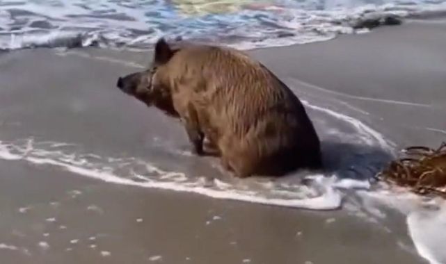 Antalyada sahile inen domuz, uzun süre denizi izlemiş. Siz de bu kadar dertli misiniz :D?