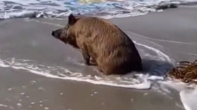 Antalya'da sahile inen domuz, uzun süre denizi izlemiş. Siz de bu kadar dertli misiniz :D?