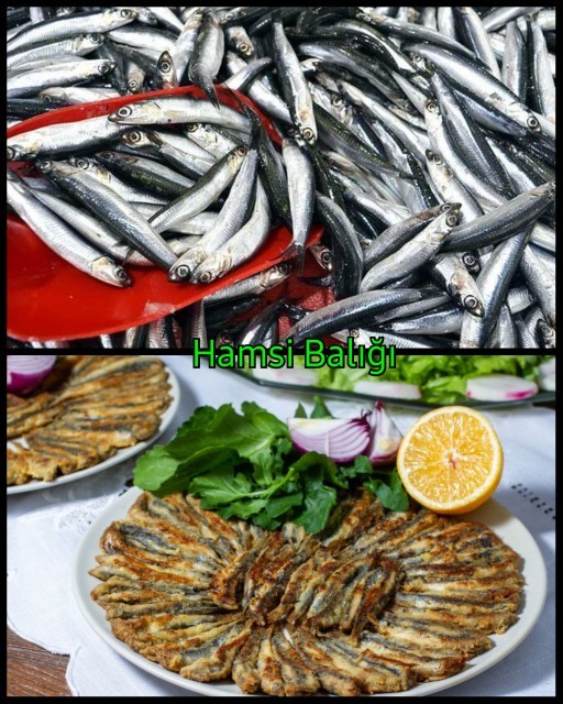 En sevdiğiniz balık türleri hangileri?