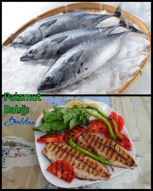 En sevdiğiniz balık türleri hangileri?