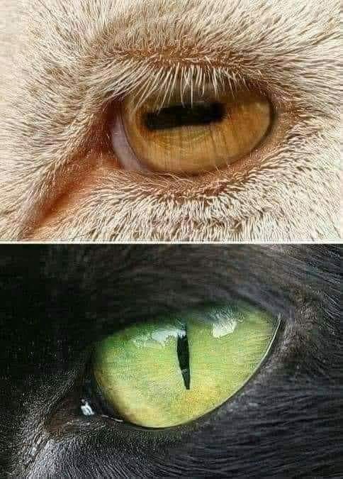 İnsan av mıdır, avcı mı?