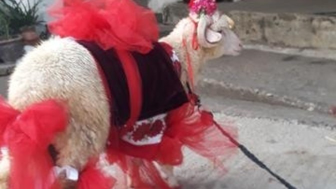 Türk geleneklerini saçma bulan var mı?