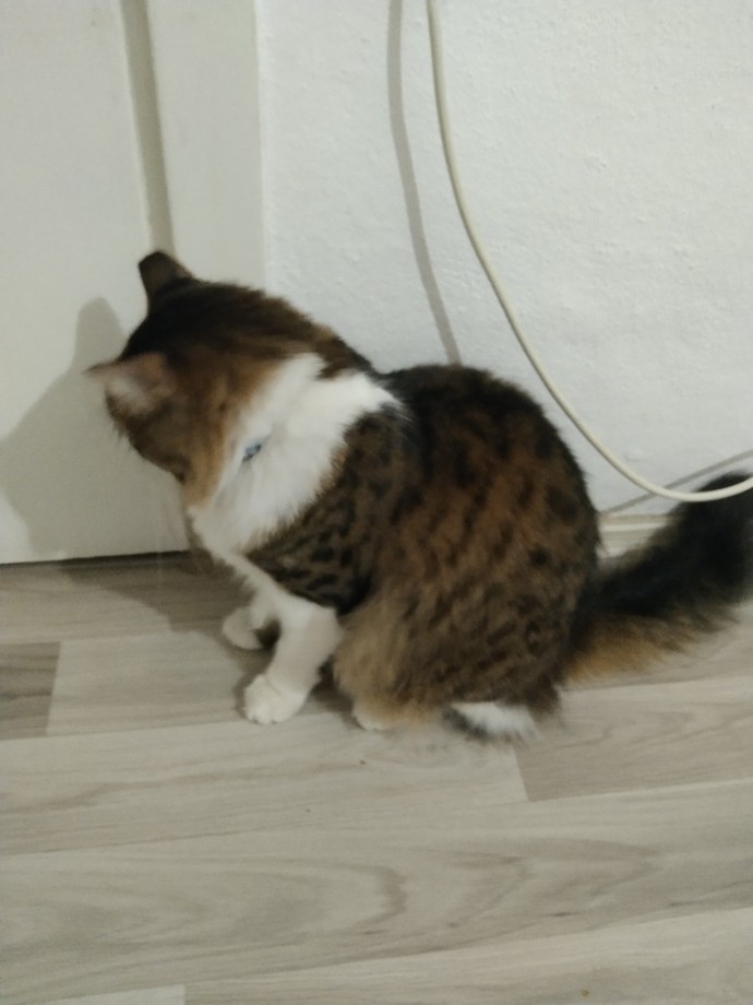 Bu kedi sizce nasıl?